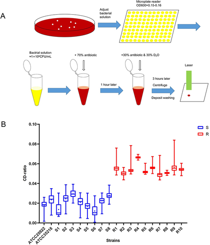 Figure 4 Establishment of a Raman-based antimicrobial susceptibility testing (AST) method. (A) Workflow of the Raman-based AST. (B) CD-ratio of 20 strains of Escherichia coli. Blue boxes indicate strains identified as susceptible, and the red boxes indicate otherwise.