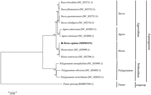 Figure 1. The phylogenetic tree was constructed using chloroplast genome sequences of 12 species belonging to the Asparagaceae family and Panax ginseng as an outgroup. On the MEGA 7.0 software, a neighbor-joining tree was constructed using maximum composite likelihood model with 1000 of bootstrap replications.
