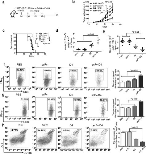 Figure 3. Targeting Ags to B cells induces anti-tumor activity in a 4T1/E2 breast cancer model