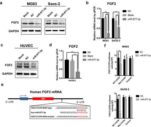 Figure 4. The relationship of miR-877-3p and FGF2 in osteosarcoma and HUVEC cells. After transfecting miR-877-3p mimics/control in MG63 and saos-2 cells. (a) The protein level of FGF2 was detected by Western blot analysis, (b) and the mRNA level of FGF2 was detected by real-time PCR. (c) The protein level and (d) the mRNA level of FGF2 were detected in HUVEC when transfected with miR-877-3p. (e) MiRDb predicted that miR-877-3p could target FGF2. (f) The interaction between miR-877-3p and FGF2 was examined by luciferase reporter assays.