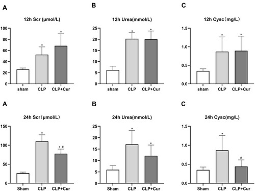 Figure 3 Effects of curcumin on serum IL-6 (a or A), TNF-α (b or B) and IL-10 (c or C) levels at 12h and 24h after CLP. At 12h and 24h after CLP, serum levels of IL-6, TNF-α, and IL-10 were increased compared with the sham group. At 24h after CLP, treatment with curcumin significantly reduced serum levels of IL-6 and TNF-α. *P < 0.05 compared with sham; #P < 0.05 compared with CLP (n = 8 per group).