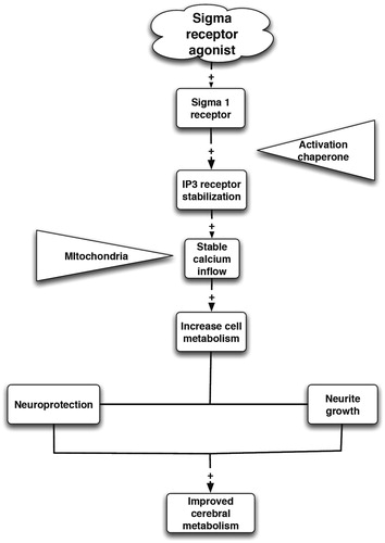 Figure 9. The basic mechanism of neuroprotection by σ1R agonists.