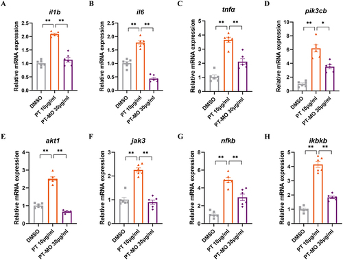 Figure 8 MO inhibited the activation of PI3K/AKT/NF-κB signaling pathway. The mRNA relative expression of (A) il1b, (B) il6, (C) tnfα, (D) pik3cb, (E) akt1, (F) jak3, (G) nfκb, (H) ikbkb. Data are expressed as mean ± SEM (n = 6). *P < 0.05, **P < 0.01.