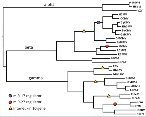 Figure 1. Phylogenetic relationships among representative mammalian herpesviruses, showing the branches on which 3 distinct miRNA regulators appear to have evolved (circles), and 4 occasions where IL10 genes have been acquired (triangles). Ancestral branches leading to the α, β and gamma subfamilies of herpesviruses are indicated. Virus acronyms are explained, and sequence sources are given, in Supplementary Table 1.