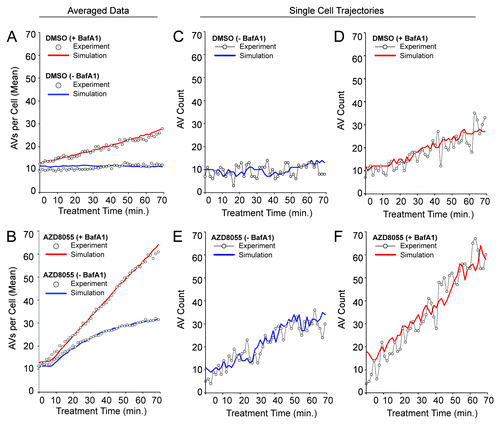 Figure 6. The stochastic mechanistic model is consistent with population-averaged AV counts as well as single-cell trajectories. As discussed in the text, the values of selected parameters were varied systematically to find values that allow the model to reproduce the population-averaged data of Figure 2 (gray circles in Fig. 2A and B). Other parameter values were estimated as described in Model Parameters. The quality of fit obtained is illustrated in (A and B) for basal autophagy dynamics and AZD8055-induced autophagy dynamics, respectively. In these panels, solid curves are based on averages from 100 stochastic simulation runs. Red and blue curves correspond to +BafA1 and −BafA1 conditions, in these panels as well as in (C–F). For details about the simulation method, see Materials and Methods. For standard deviations of averaged simulation results, see Figure S4. In (C–F), it can be seen that single stochastic traces produced by simulation of the model (solid curves) resemble experimentally determined time courses (circles). An experimental time course and a corresponding simulation are shown for each of the following conditions: (C) DMSO (basal autophagy) −BafA1, (D) DMSO (basal autophagy) +BafA1, (E) AZD8055 (induced autophagy) −BafA1 and (F) AZD8055 (induced autophagy) +BafA1. To allow comparison of the simulated and experimental curves despite minor variations in initial vesicle counts observed experimentally, we adjusted experimental values using the following offsets (values were added to the experimental counts): 4.25 (DMSO – BafA1), 3.5 (DMSO + BafA1), 1.0 (AZD8055 – BafA1), 1.0 (AZD8055 + BafA1). The experimental and simulation results shown in (C–F) were chosen to demonstrate that single simulation runs (solid curves) resemble data from time-lapse microscopy experiments (gray circles).