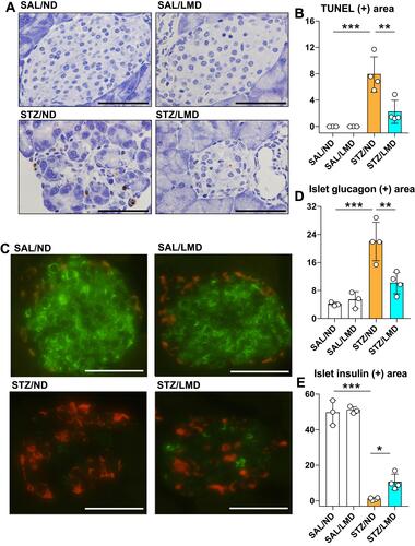 Figure 2 Diabetic mice fed with limonite showed increased islet β cells compared to control mice. After euthanasia, the pancreatic tissues were incised, removed, and prepared for evaluating apoptosis and the areas of the pancreatic islet β-cells and α-cells. The number of mice used for these experiments was as follows: SAL/ND group (n=3) treated with saline (SAL) and normal diet (ND); SAL/LMD group (n=3) treated with saline and limonite diet (LMD); STZ/ND group (n=4) treated with streptozotocin and normal diet; STZ/LMD group (n=4) treated with streptozotocin (STZ) and limonite diet. (A) Apoptosis was evaluated using a terminal deoxynucleotidyl transferase dUTP nick and labeling (TUNEL) staining. (B) The positive TUNEL staining areas were assessed using the WinRoof image processing software and compared between groups. (C) The areas of pancreatic islets positive for insulin and glucagon staining were evaluated using fluorescence microscopy. (D) The areas staining positive for glucagon (D) and insulin (E) were quantified using the WinRoof image processing software. Data are expressed as means ± S.D. Scale bars indicate 50 µm. Statistical analysis was done using one-way ANOVA with Tukey’s test. *p<0.05, **p<0.01, ***p<0.001.