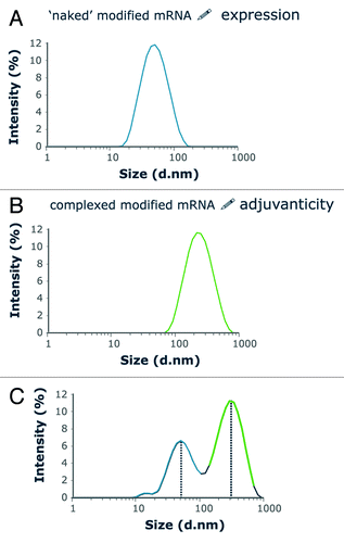 Figure 3. Size analysis of RNActive® vaccines as shown by a vaccine encoding Ppluc that was produced using the RNActive® technology. The size distribution of particles composing the vaccine solution was analyzed using a Malvern Zetasizer Scattering Instrument. Closely similar data were generated with several different mRNAs (A) The naked mRNA has a size of around 50 nm. (B) mRNA is complexed with protamine at a mass ratio of mRNA:protamine of 2:1. The resulting particles are distinctly larger than the ones consisting of naked mRNA. (C) The size distribution analysis of a complete RNActive® vaccine shows that the particle sizes of the two individual components are maintained in the RNActive® vaccines. Further analysis with fluorescent correlation spectroscopy demonstrated that the protamine/ mRNA complexes are very tight, so that naked, free mRNA does not exchange with the protamine-complexed mRNA. Figure was adapted with permission from ref. Citation20, details therein.