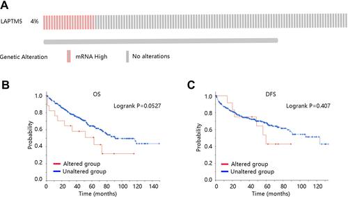 Figure 4 The genetic alteration frequency of LAPTM5 was low and not associated with prognosis in KIRC patients. (A) The genetic alteration frequency of LAPTM5. The correlation between LAPTM5 gene alteration and (B) OS, and (C) DFS.