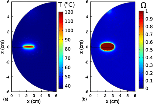 Figure 3. Cross-sectional (a) temperature distribution and (b) thermal damage on the central slice after 15 min of ablation heating at a maximum probe-tissue interface temperature of 100∘C. Nanoparticle concentration, N = 81.7 × 1011 nps/ml and laser power, P0=1 W