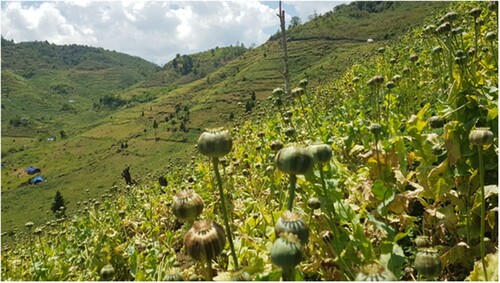 Figure 2. Opium cultivation in Tamu Hkung in 2019. Source: Photo: KRC.