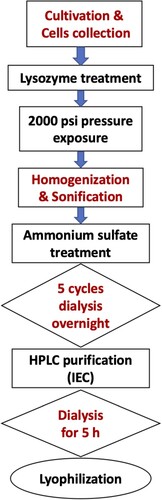 Figure 1. Flow chart showing steps of the extraction and purification process of C-phycocyanin.