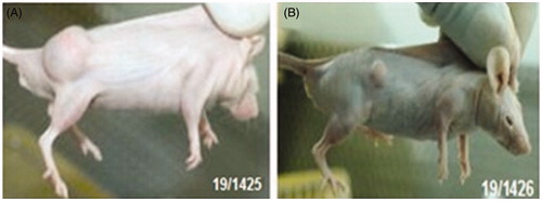 Figure 12. Treatment with wild-type plasmid p53 induces regression of ectopic solid tumors. Pictures showing tumor volume of untreated/control mice (B) and mice treated with transferring-containing nanoplexes of PEI2-ChA with plasmid p53 (A). The numbers in the pictures denotes in-house animal numbers for identification and are unique for each animal.