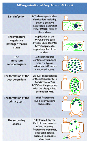Figure 2. Diagrammatic representation of the E. dicksonii infection stages, showing modifications of MT. Organization in both host and parasite. Blue filled circles: nuclei. Green lines: MT bundles. Green dots: MTOCs. Brown rectangle: infected algal cell. Orange: E. dicksonii plasmalemma and cell wall structures.
