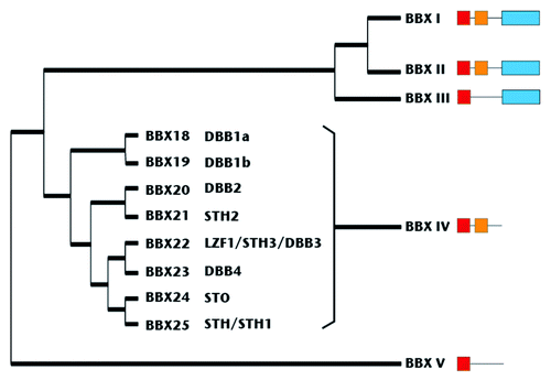 Figure 1. Phylogenetic tree of BBX family modified from Khanna et al.40 The red and yellow boxes represent B-boxes type 1 and 2, respectively.40,52 The blue box represents the CCT (CO COL TOC) domain.