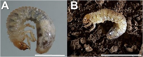 Figure 2. Photographs of grass grub and mānuka beetle larvae. A, C. giveni. B, P. festiva. Scale bar 5 mm.