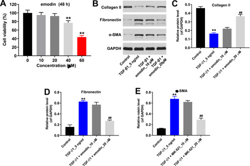 Figure 1 Emodin significantly suppressed the fibrotic effect of TGFβ1 in vitro. (A) HK2 cells were treated with 0, 10, 20, 40, and 60 μM emodin for 48 hours and cell viability determined with CCK8 assay. (B) HK2 cells were treated with 5 ng/mL TGFβ1, 5 ng/mL TGFβ1 + 10 μM emodin, or 5 ng/mL TGFβ1 + 20 μM emodin for 48 hours. Then, collagen II, fibronectin, and αSMA expression in HK2 cells was detected by Western blot. (C) Relative expression of collagen II was quantified normalized to GAPDH. (D) Relative expression of fibronectin was quantified normalized to GAPDH. (E) Relative expression of αSMA was quantified normalized to GAPDH. **P<0.01 vs 0 μM group or control; ##P<0.01 vs TGFβ1 group.