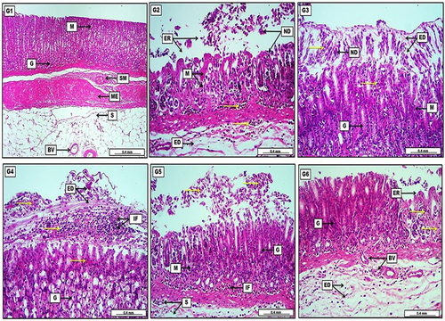 Figure 7 Photomicrograph of gastric tissue from groups; (G1) Reveal no prominent lesions with intact mucosal layers, evident by typical gastric glands (G) and normal submucosa (SM). Muscularis Externa (ME) and the serosa (S) display no significant lesions with the presence of slightly congested blood vessels (BV). (G2) Show significant and severe mucosal destruction, evident by the presence of much cellular necrotic debris (ND) within the mucosal (M) damage area or erosion (ER), together with inflammatory cells (yellow arrows), in addition to edema in the submucosa (ED) with inflammatory exudates. (G3) Display the presence of light eosinophilic edematous fluid (ED) mixed with necrotic debris (ND) and many inflammatory cells (yellow arrows) which cover the mucosal layer (M). The section also reveals moderate glandular regeneration (G) evident by increasing their depth within the lamina propria. (G4) Reveal significant infiltration of inflammatory cells (IF) mixed with rose-tinged edema (ED) and many areas of inflammatory exudates (yellow arrows). The section shows many affected gastric glandular acinar cells (G) with eosinophilic cytoplasm and condensed nuclei. (G5) Display moderate and obvious sloughed necrotic cellular debris (yellow arrows) in the lining epithelium of the mucosa (M), together with typical regenerative gastric gland (G). The section also reveals the presence of infiltrated inflammatory cells within the mucosal (M) and submucosal (S) layers. (G6) Show mild to moderate acidophilic inflammatory exudates (yellow arrows) in the areas of mucosal erosion (ER). Gastric glands (G) show a significant regenerative appearance. The section also displays marked angiogenesis as newly formed blood vessels (BV) in the submucosal connective tissue with still existence of light eosinophilic edema (ED) mixed with scattered inflammatory cells. H&E. Scale bar: 0.4 mm.