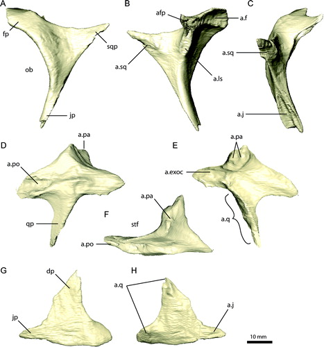 FIGURE 8. Left postorbital, squamosal, and quadratojugal of Erlikosaurus andrewsi (IGM 100/111). Left postorbital in A, lateral, B, medial, and C, caudal views. Left squamosal in D, lateral, E, medial, and F, dorsal views. Left quadratojugal in G, lateral and H, medial views. Abbreviations: a.exoc, exoccipital articulation; a.f, frontal articulation; a.j, jugal articulation; a.ls, laterosphenoid articulation with; a.pa, parietal articulation; a.po, postorbital articulation; a.q, quadrate articulation; a.sq, squamosal articulation; afp, accessory frontal process; dp, dorsal process; fp, frontal process; jp, jugal process; ob, orbit; qp, quadrate process; sqp, squamosal process; stf, supratemporal fenestra.