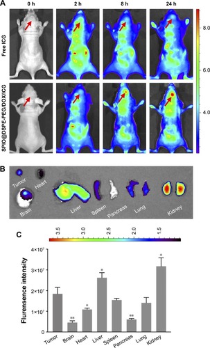 Figure 5 In vivo fluorescence imaging efficacy.Notes: Fluorescence images of glioma-bearing nude mice at different times after tail vein injection of free ICG and SPIO@DSPE-PEG/DOX/ICG NPs (A); arrow indicates direction of the glioma. Ex vivo fluorescence images (B) and quantitative analysis (C) of main organs from glioma-bearing nude mice after 72 hours of tail vein injection. Data are mean ± SD, n=3, *P<0.05, **P<0.01 vs flurensence intensity in tumor.Abbreviations: DOX, doxorubicin; DSPE-PEG, 1,2-distearoyl-sn-glycero-3-phosphoethanolamine-N-[methoxy(polyethylene glycol)]; ICG, indocyanine green; SPIO NPs, superparamagnetic iron oxide nanoparticles.