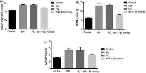 Figure 5. The levels creatinine, BUN and KW/BW levels in rats of each group. (A) Albumin creatinine ratio assay kit was applied to detect the level of creatinine. (B) BUN level was measured by BUN assay kit of Solarbio LIFE SCIENCES. (C) KW/BW level was shown by electronic scale and calculated by the following formula: KW/BW: kidney weight/body weight.