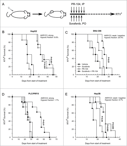 Figure 5. Effect of PR-104, sorafenib and the combination of both drugs on HCC tumor growth. (A) Dosing schema. (B–E) Survival curves of the time taken for tumors to reach RTV4 after treatment with vehicle, sorafenib (80 mg/kg p.o., qdx5), PR-104 (250 mg/kg i.p., qd × 6) or both drugs in combination. Significance of difference from vehicle-only controls was determined by log-rank test with Holm-Sidak multiple comparison post-test analysis.