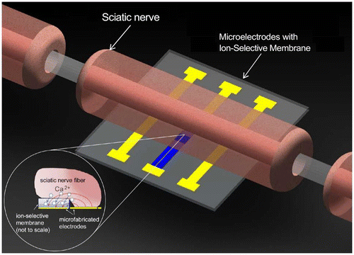 Figure 8 Electrochemical stimulation of sciatic nerve using ion-selective membrane.