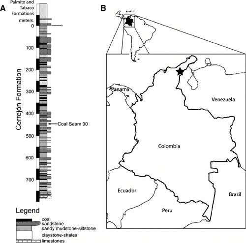 FIGURE 2 Location and stratigraphic column from which the new fossil material was discovered. A, stratigraphic column including the layer that yielded the fossils herein described, marked by an arrow. B, map of Colombia, star marks location of the field site from which crocodyliform fossils were recovered. Stratigraphic column modified from Jaramillo et al., 2007.