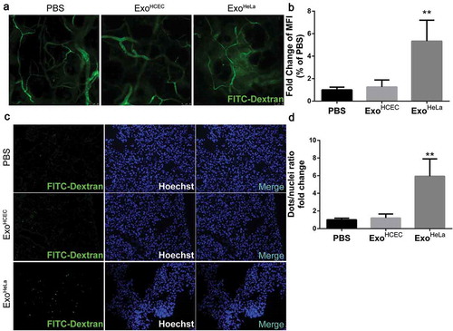 Figure 2. ExoHeLa increased vascular permeability in vivo. ExoHeLa or ExoHCEC or PBS were intravenously injected into the tail veins of Balb/c nude mice (n = 4 for PBS group, n = 3 for ExoHCEC group and n = 6 for ExoHeLa group) three times a week for ten times. (a) FITC-dextran (70kD) was intravenously injected and the leakage of FITC-dextran out of the ear vessel was examined alive under confocal microscope. (b) Fluorescent leaking out of vessels was quantified using image J as Mean Fluorescence Intensity (MFI). (c) Nude mice were sacrificed afterwards, and the appearance of injected FITC-dextran was examined in lung. (d) The number of FITC-dextran dots was quantified and data were presented as FITC-dextran dots/nuclei ratio. **P< 0.01.