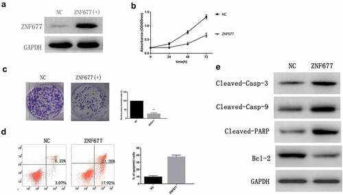 Figure 4. ZNF677 inhibits 786–0 cell proliferation and induces apoptosis. (a) Ectopic expression of ZNF677 inhibited 786–0 cell invasion in vitro evaluated by transwell assay. (b) CCK8 assay showed that ZNF677 suppressed 786–0 cell growth. (c) Clone formation assay showed that overexpression of ZNF677 reduced 786–0 cell colony formation. Colonies larger than 1 mm in diameter were counted: (a) negative control group, (b) ZNF677(+) group. (d) Overexpression of ZNF677 induced 786–0 cell apoptosis. Apoptotic cells of different groups were measured by flow cytometry after 48 h of transduction. The cell populations of Annexin-V+/PI- and Annexin-V+/PI+ were used to assess apoptotic events: (a) negative control group, (b) ZNF677(+) group. (e) Effect of overexpression of ZNF677 on the expression of apoptosis-related genes, measured by Western blot. Cleaved-caspase-3, cleaved-caspase-9 and cleaved-PARP were increased in the ZNF677(+) group cells and not in the control cells, while apoptosis protein BCL-2 was decreased.