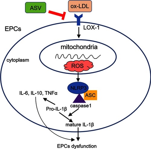 Figure 6 Schematic diagram showing the protective effects of ASV in ox-LDL-induced EPCs dysfunction.