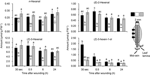 Figure 5. The ability to form GLVs in each section of the leaf after mechanical wounding. After applying a mechanical wound to leaf lamina of a 4-week-old Arabidopsis (No-0) plant with forceps, the leaf was dissected into directly injured lamina section (black bars), mid-vein section (white bars), and the other side of the lamina (grey bars) as shown with the diagram on the right. After freezing at −80°C, the sections were thawed at 25°C for 10 min. Thereafter, the volatiles formed were collected with an SPME fiber for 30 min at 25°C. Values are given as means ± standard error (n = 3). The letters indicate significant differences between the mid-vein and leaf lamina (analysis of variance, Scheffé test, P < 0.05).
