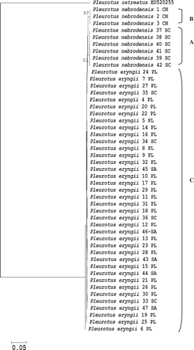 Figure 1. Evolutionary relationships among 47 strains of P. eryngii species-complex based on 584-bp ITS gene sequence. The evolutionary history was inferred using the Neighbor-Joining method and the analyses were conducted in MEGA4. The bootstrap consensus tree inferred from 1000 replicates and bootstrap values greater than 70% are shown. One ITS sequence (EU520255) belonging to P. ostreatus taken from the NCBI GenBank was included as species reference within the Pleurotus genus.