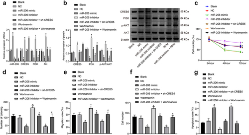 Figure 4. miR-206 overexpression blocks the PI3K/AKT signaling pathway and depresses proliferation, migration, and invasion but accelerates apoptosis in HCC cells. MHCC97-H cells were treated with miR-206 mimic, miR-206 inhibitor, NC, Wortmannin, miR-206 inhibitor + sh-CREB5, or miR-206 inhibitor + Wortmannin. A, RT-qPCR detection of the expression of miR-206, CREB5, and PI3K/AKT signaling pathway-related factors in MHCC97-H cells. B, Western blot analysis of protein expression of CREB5 and PI3K/AKT signaling pathway-related factors in MHCC97-H cells. C, MHCC97-H cell viability was assessed by MTT assay. D, Colony formation of MHCC97-H cells was assessed by plate colony formation assay. E, MHCC97-H cell migration was detected by scratch test. F, MHCC97-H cell invasion was detected by Transwell assay. G, MHCC97-H cell apoptosis was evaluated by flow cytometry. * p < 0.05 vs. MHCC97-H cells treated with NC. # p < 0.05 vs. MHCC97-H cells treated with miR-206 inhibitor. The cell experiments were repeated 3 times.