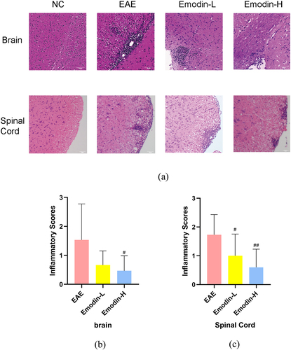 Figure 2. The pathological changes showed that emodin ameliorated inflammatory infiltration under the HE staining in the brains and spinal cords of mice on 21 dpi of EAE (a). The pictures were taken at ×200 magnification. The inflammatory scores of brains (b) and spinal cords (c) among EAE, emodin-L, and emodin-H groups on 21 dpi. Data expressed as means ± S.D (n = 3). Comparisons among three groups were analyzed by Kruskal-Wallis test using Bonferroni comparisons post hoc tests. #P < 0.05 versus EAE group, ##P < 0.01 versus EAE group.