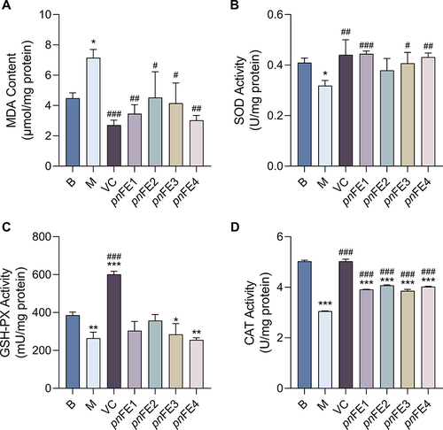 Figure 5 The protective effect of pnFE treatment on MSF damage induced by H2O2. (A) The effect of different pnFE on MDA content; (B) The effect of different pnFE on SOD activity; (C) The effect ofdifferent pnFE on the GSH-PX activity; (D) The effect of different pnFE on CAT activity. B: Blank group; M: H2O2 damage model group; VC: Vitamin C group. Compared with the blank group, *P < 0.05, **P < 0.01, ***P < 0.001. Compared with the damage model group, #P < 0.05, ##P < 0.01, ###P < 0.001. When P > 0.05, values do not have a mark (*, #).