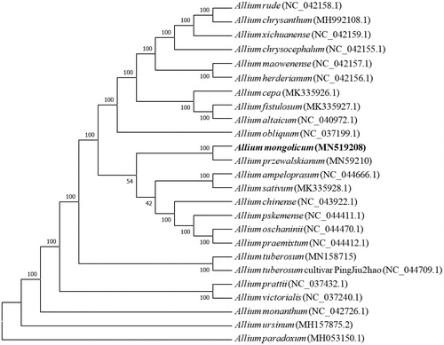 Figure 1. The NJ tree based on 25 chloroplast genomes.