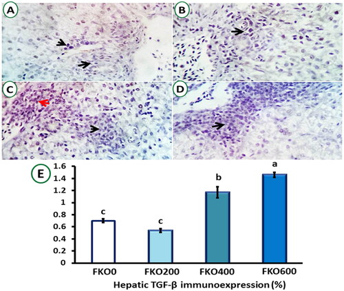 Figure 2. The liver sections were immunostained for TGF-β positive cells (shown as red arrows) in the four experimental groups: (A) frankincense oil (FKO)0, (B) FKO200, (C) FKO400, and (D) FKO600. × 400 magnification power. (E) Quantitative analysis of the morphological features is as follows: 0.70%, 0.54%, 1.17%, and 1.46% for FKO0, FKO200, FKO400, and FKO600 groups, respectively.