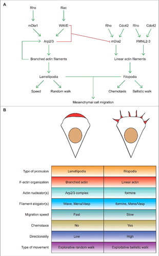 Figure 4. Lamellipodia and filopodia fulfill different exploratory functions but are not essential for mesenchymal cell migration. (A) Process diagram depicts the key players regulating actin polymerization for the formation of lamellipodia (left) and filopodia (right) and the main functions of either actin-based protrusion in mesenchymal cells migrating on a 2D uniform surface. Green and red lines denote activation and inhibition, respectively. The involvement of Rho proteins in filopodium formation has been recently reviewed [Citation122]. (B) Top: Stereotypical representation of actin-based lamellipodial and filopodial protrusions at the leading edge of mesenchymal cells (F-actin arrays and nuclei are highlighted in red and brown, respectively). Bottom: The main molecular features and the functions of lamellipodia and filopodia in mesenchymal cell migration are compared side to side. Ruffles are not indicated because they affect cell migration on 2D surfaces only indirectly.