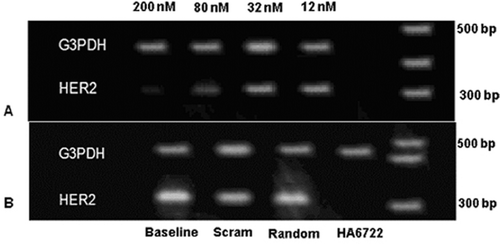 Figure 2.  Reverse transcription polymerase chain reaction (RT-PCR) demonstrating the down-regulation of HER2 mRNA by HA6722. (A) SK-BR-3 cells were transfected with various amounts of HA6722 for 24 h before the mRNA expression was evaluated. (B) SK-BR-3 cells were either transfected with Scramble6722, a random oligonucleotide (random), 200 nM HA6722 for 9 h or not transfected (baseline) before the mRNA evaluation via RT-PCR. The house-keeping gene GAPDH was used as an internal control.