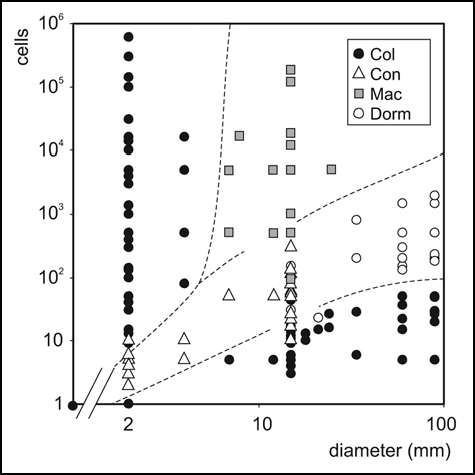 Figure 4 A “phase diagram” of the colony morphospace. Depending on the number of cells plated and the diameter of the (circular) area sown, bacteria develop into well-developed colonies (Col), confluent colonies (Con), maculae (Mac) or small, “dormant”, colonies (Dorm).