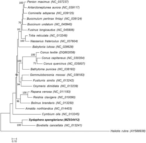 Figure 1. Maximum-likelihood tree showing phylogenetic relationships among 23 Neogastropoda species. Sequences from Haliotis rubra (AY588938) is used as outgroup. Numbers in the nodes correspond to ML bootstrap proportions. Only values above 70% are represented.