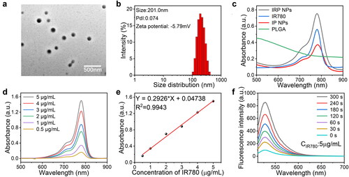 Figure 1. Characterizations of IRP NPs. (a) TEM of IRP NPs. (b) Size distribution, PdI, and Zeta potential of IRP NPs. (c) Absorbance spectra of different NPs (PLGA, Free IR780, IP, IRP) as recorded by UV–vis spectra. (d) UV–vis absorbance spectra of free IR780 in different concentrations. (e) The standard curve of IR780 and UV–vis absorbance. (f) Time-dependent 1O2 generation of IRP NPs irradiated by US.