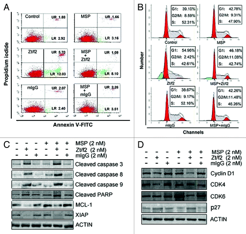 Figure 3. Zt/f2 treatment induces apoptosis and cell cycle arrest. Raji cells were treated with macrophage-stimulating protein (MSP; 2 nM) in the presence or absence of Zt/f2 (2 nM) or control mouse immunoglobulin G (2 nM) for 72 h. (A) The proportion of early apoptotic cells in each quadrant is indicated. Data show that Zt/f2 treatment alone moderately increases the percentage of early apoptotic cells. A slight increase in the proportion of apoptotic cells is observed following combined MSP and Zt/f2 treatment. (B) Zt/f2 treatment induces G1-phase cell cycle arrest in Raji cells. (C) Zt/f2 regulates the expression of apoptosis-related proteins in Raji cells. Treatment of Raji cells with Zt/f2 downregulates anti-apoptotic proteins (Mcl-1 and XIAP) and upregulates pro-apoptotic proteins (caspases 3 and 9, and poly [ADP-ribose] polymerase [PARP]). (D) Western blot analysis shows that expression of cyclins and cyclin-dependent kinases (cyclin D1, CDK4 and CDK6) are significantly reduced and p27 expression is significantly increased in Zt/f2-treated Raji cells.