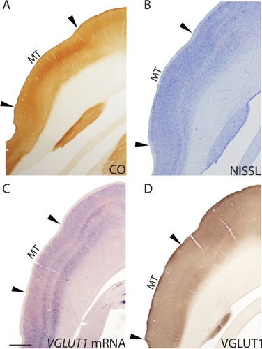 Figure 7 Low magnification images of coronal sections through the middle temporal area (MT) stained for (A) CO, (B) Nissl, (C) VGLUT1 mRNA, and (D) VGLUT1 protein. Dorsal is up, hemispheric midline is to the right.