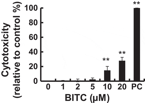 Figure 1. Cytotoxic effect of BITC in 3T3-L1 preadipocytes.3T3-L1 preadipocytes were incubated in induction medium with 0.2% Tween-20 as the positive control (PC) or indicated concentrations of BITC for 3 days. The cytotoxicity was determined by an LDH-release assay. All values were expressed as means ± SD of three separate experiments (*p < 0.05, **p < 0.01 compared to negative control).