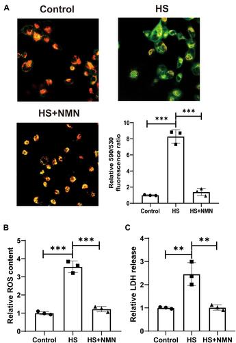 Figure 3 NMN alleviated HS-induced MMP, intracellular ROS and LDH release increase in CEC. (A) The MMP in control group, HS status and NMN-treated HS group using JC-1 staining, n=3, data presented as mean ± SD. One-way ANOVA with SNK multiple comparisons test. ***P<0.001. (B) The relative intracellular ROS content in control group, HS status and NMN-treated HS group, n=3, data presented as mean ± SD. One-way ANOVA with SNK multiple comparisons test. ***P<0.001. (C) The relative LDH release in control group, HS status and NMN-treated HS group, n=3, data presented as mean ± SD. One-way ANOVA with SNK multiple comparisons test. **P<0.01.