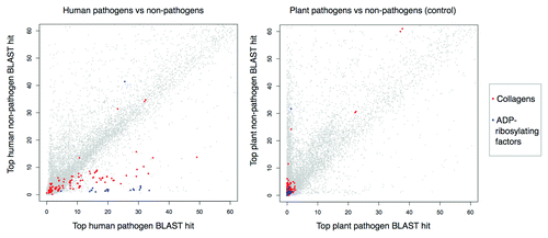 Figure 2. Top BLAST matches for human proteins in pathogen vs. non-pathogen proteomes. Left: −log10E-values for top BLAST matches to human proteins in 62 human pathogens vs. 66 non-pathogens. Right: −log10E-values for top BLAST matches to human proteins with different host/pathogen definitions (6 plant pathogens vs. 16 non-pathogens). Values above ~60 are not shown. Collagens (top detected mimicry relationship) and ADP-ribosylating factors (positive control mimicry relationship) have pathogen-elevated E-value distributions.