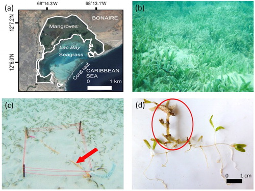 Figure 1. (a) Areal overview of Lac Bay, Bonaire, with an outline of the mangrove, seagrass and coral reef areas. (b) Seagrass meadow in Lac Bay dominated by Halophila stipulacea. (c) Set-up of the fragment settling experiment; the orange tether is indicated by the red arrow. (d) One of the experimental H. stipulacea fragments 6 days after settlement. The red circle indicates the original tethered fragment. The plant material outside the red circle was grown since settlement. Map (a) by Google Maps®, photos (b,c,d) by Fee Smulders.