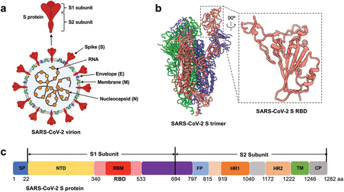 Figure 1. SARS-CoV-2 virion and spike protein RBD. (a) Schematic structure of SARS-CoV-2 virion. (b) Structure of SARS-CoV-2 spike (S) protein. (left) Cryo-EM structure of SARS-CoV-2 S protein trimer (PDB 6VXX). The three subunits are colored in salmon, green and blue, respectively. (right) Close-up view of SARS-CoV-2 S receptor-binding domain (RBD). (c) Schematic structure of SARS-CoV-2 S protein. It contains S1 and S2 subunits. SP, signal peptide. NTD, N-terminal domain. RBM, receptor-binding motif. FP, fusion peptide. HR1 and HR2, heptad repeat 1 and 2. TM, transmembrane. CP, cytoplasmic tail.