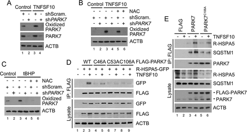 Figure 4. PARK7 is oxidized by TNFSF10 and the oxidation of PARK7 is required for the interaction of R-HSPA5 and SQSTM1 in HCT116 cells treated with TNFSF10. (a) HCT116 cells were treated with 10 ng/ml TNFSF10 for 4 h, followed by immunoblotting with specific antibodies for oxidized PARK7 and PARK7. (b) HCT116 cells were treated with 10 ng/ml TNFSF10 for 4 h or co-treated with 10 ng/ml TNFSF10 and 2.5 mM NAC, followed by immunoblotting with oxidized PARK7 antibody. (c) HCT116 cells were treated with 250 μM tert-butyl hydroperoxide (tBHP) for 3 h or co-treated with 250 μM tBHP and 2.5 mM NAC, followed by immunoblotting with oxidized PARK7 antibody. (d) HCT116 cells were co-transfected with plasmids encoding Ub-R-HSPA5-GFP and one of the following: FLAG-tagged wild-type PARK7 or its C46A, C53A, and C106A mutants. After 48 h, the cells were treated with 10 ng/ml TNFSF10 for 4 h. Cell lysates were immunoprecipitated with anti-FLAG antibody followed by immunoblotting with anti-GFP or anti-FLAG antibody. (e) HCT116 cells were transfected with a plasmid encoding FLAG, FLAG-PARK7, or FLAG-PARK7C106A. After 48 h, cells were treated with 20 ng/ml TNFSF10 for 2 h. Cell lysates were immunoprecipitated with the anti-FLAG antibody and then immunoblotted with the indicated antibodies.